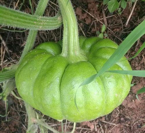 吃瓜姜姜免费看,吃瓜姜姜带你领略精彩瞬间