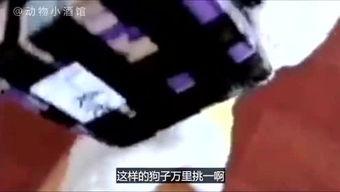 吐槽爆料寒哥的视频大全,笑料百出，真相大白