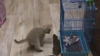 吐槽爆料寒哥的视频大全,笑料百出,真相大白 第2张 吐槽爆料寒哥的视频大全,笑料百出,真相大白 第2张